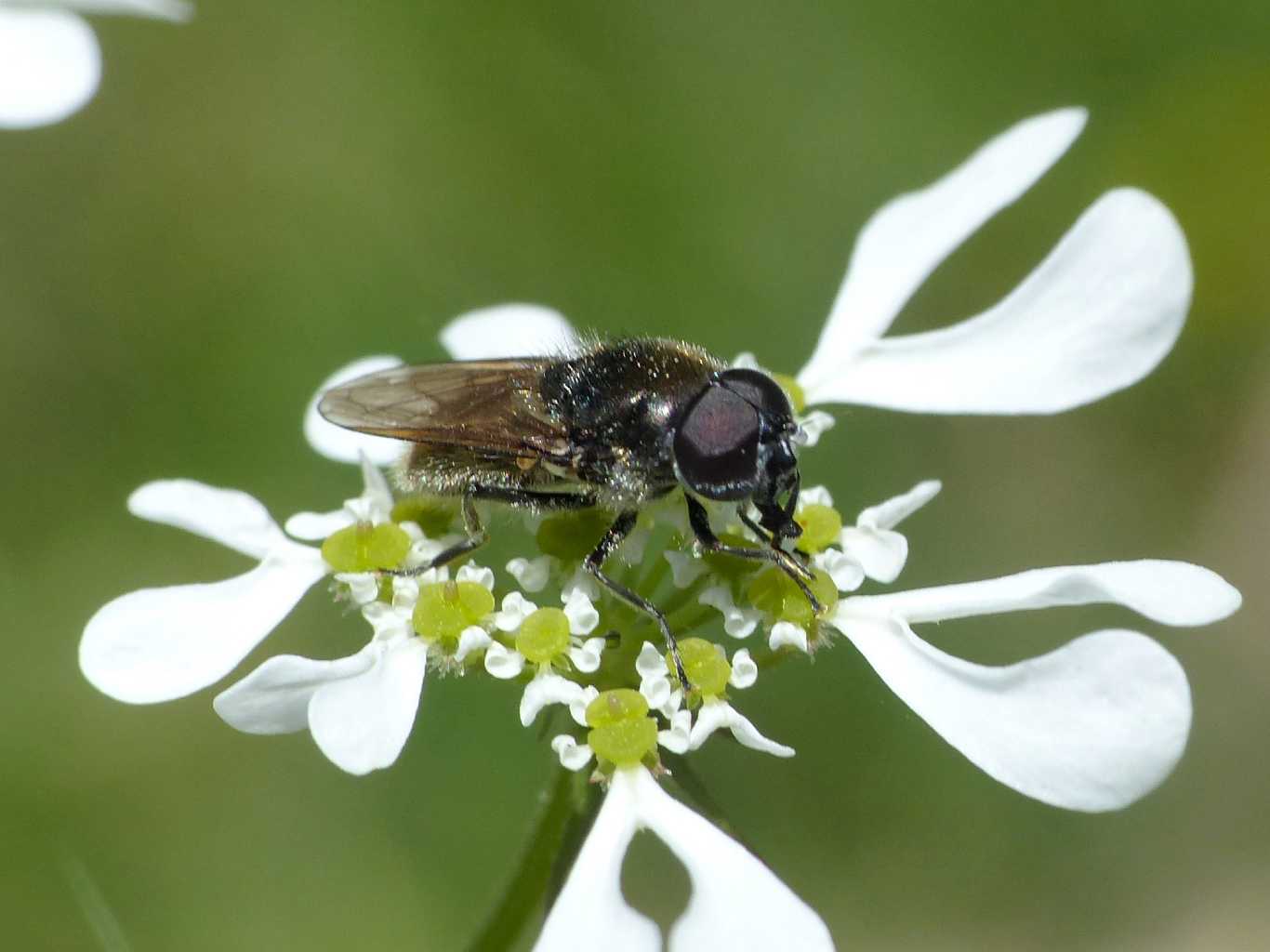 Sirphidae nero: Cheilosia sp. (femmina e maschio)